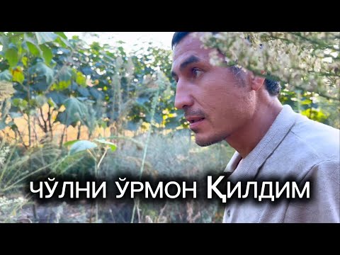 Видео: Қирларда ўрмон қилдим.Асака тумани