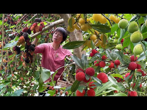 Видео: Коллекция фруктового вина: сладкое фруктовое вино, вино шелковицы, вино белой сливы, вино баймэй и