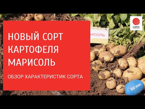 Видео: Новый сорт картофеля Марисоль. Рассказываем о характеристиках