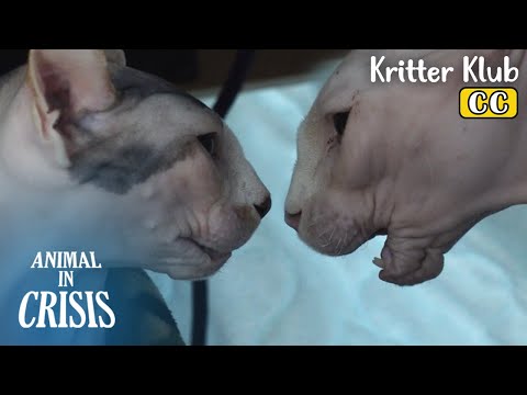 Видео: В чем причина ссоры этих двух сфинксов? l Животное в кризисе, эпизод 373