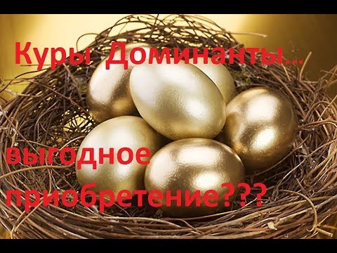 Видео: Куры Доминанты, плюсы и минусы, личный опыт
