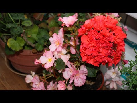 Видео: Секреты пышного цветения пеларгоний  Пересаживаем комнатную герань