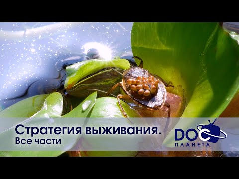 Видео: Стратегия выживания - Все части - Документальный фильм