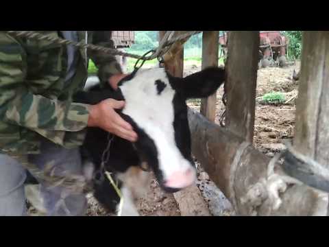 Видео: Телята слепнут