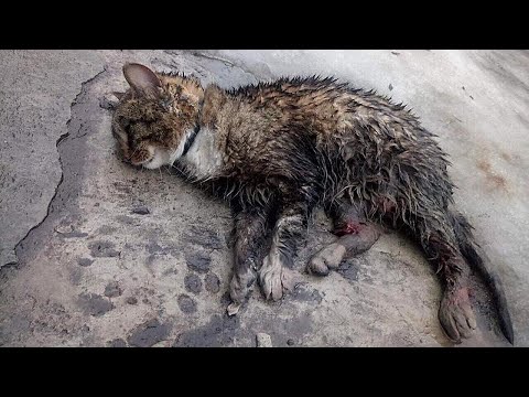 Видео: В поисках еды кота били люди, грызли собаки, и отчаявшись он СОВЕРШИЛ…