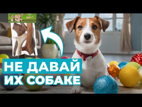 Видео: ⚠️Осторожно, ОПАСНЫЕ ИГРУШКИ! Что ни в коем случае нельзя покупать собаке?