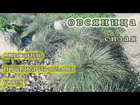 Видео: ОВСЯНИЦА сизая (СИНИЧКА)-декоративный злак. Делюсь опытом посадки из семян.