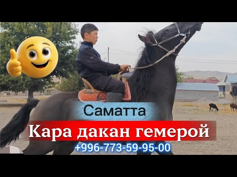 Видео: Саматка дакан гемерой келди