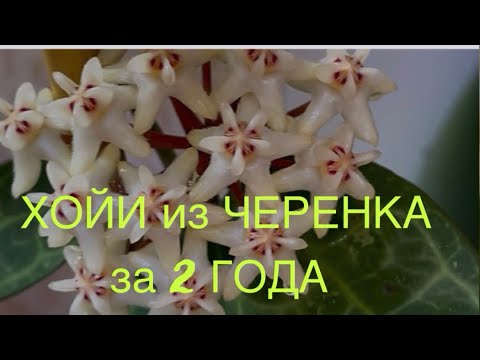 Видео: ХОЙИ сегодня! 730 ДНЕЙ УХОДА в условиях городской квартиры!