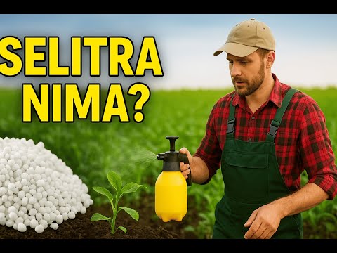 Видео: Selitra nima va uning O'simliklarga qanday foydasi bor? #agromaslahat  #qishloq #selitra #селитра