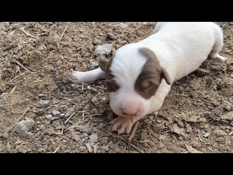Видео: Парень спас самого маленького щенка французского терьера, который прыгает как кролик | Додо