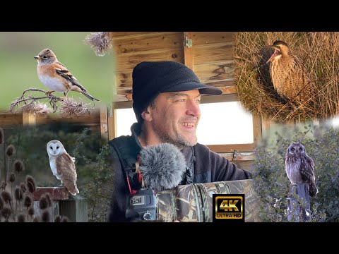 Видео: Сипухи и болотные совы, выпи, юрки. Заповедник Элмли, 3 октября. Кент. 4K