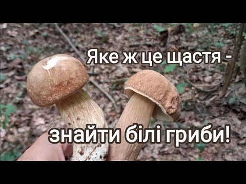 Видео: Це було щастя! Мій найкращий грибний улов сезону!
