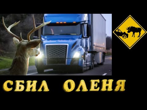 Видео: Работа дальнобойщиком в Канаде. Сломался. Сбил оленя.