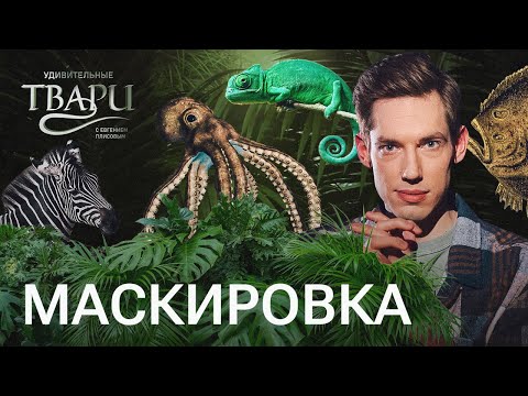 Видео: Полосы, прозрачная кровь, текстура камня и сплющенное тело: самая удачная маскировка в животном мире