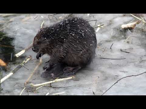 Видео: Бобры перед зимой. Beavers before winter