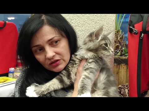 Видео: Мейн-кун: рассказ владелицы питомника