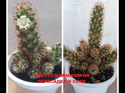 Видео: Кактус маммилярия: пересадка и уход
