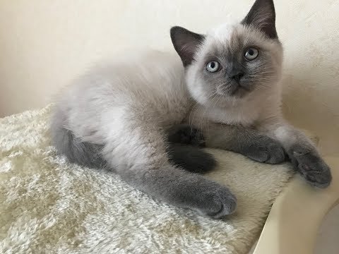 Видео: Уход за котёнком // что нужно если решили завести кота