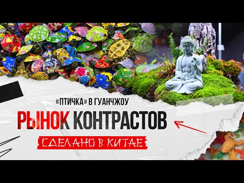 Видео: Рынок контрастов. Китайская птичка в Гуанчжоу