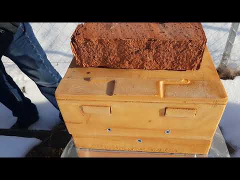 Видео: Зимовка слабых семей пчел