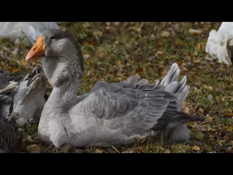 Видео: Как метить гусят