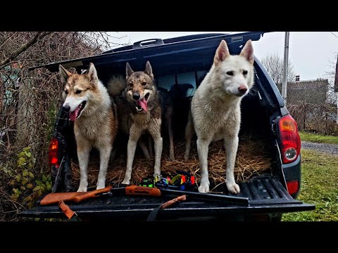 Видео: Пять лосей до обеда