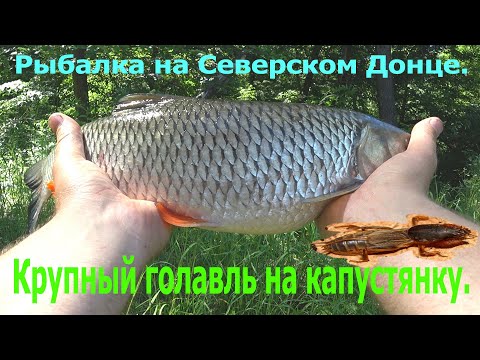 Видео: Рыбалка на Северском Донце.Крупный голавль на капустянку.