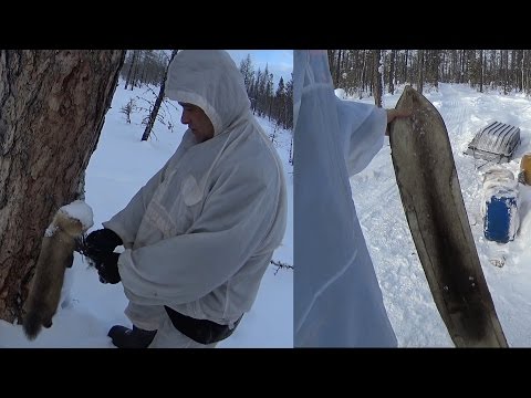 Видео: Промысел соболя//Охота на Северного Оленя//Закрытие сезона//Путешествие в Эвенкию