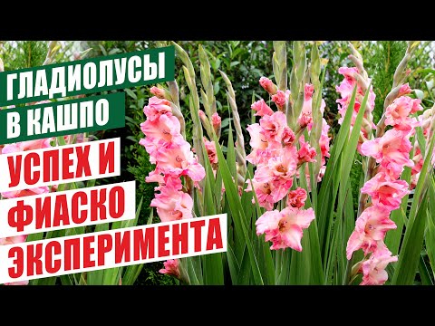 Видео: ГЛАДИОЛУСЫ В КАШПО. УСПЕХ И ФИАСКО ЭКСПЕРИМЕНТА! GLADIOLUS IN POTS. SUCCESS AND FIASCO!