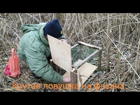Видео: Охота на фазана , ловля фазана , ставлю ловушку на дичь.