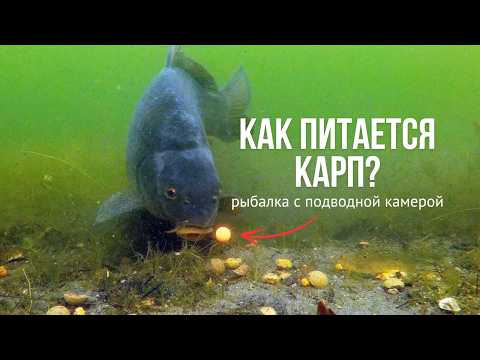 Видео: Секреты карповой рыбалки под водой! КАРПФИШИНГ с подводной камерой летом!