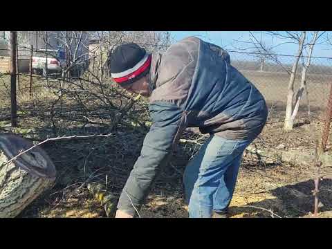 Видео: Мини пила ingco помощник в селе весной.