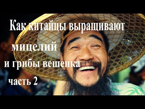 Видео: Как китайцы выращивают мицелий и вешенку.(часть 2)