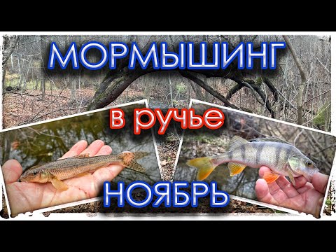 Видео: Мормышинг в ручье. Ноябрь. Black Adder Nano