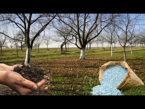 Видео: Удобрение плодовых деревьев для лучшего роста и большего урожая – посмотрите, как!