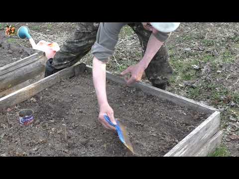 Видео: 🍎Посев семян для выращивания подвоя.🌳