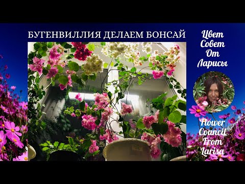 Видео: БУГЕНВИЛЛИЯ ДЕЛАЕМ БОНСАЙ 4К