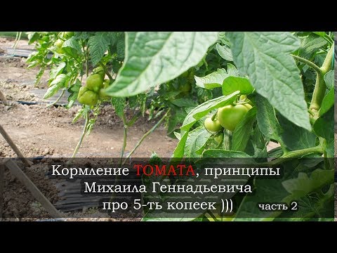 Видео: Принципы кормления томата. Михаил Геннадьевич продолжает)