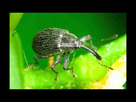 Видео: КАК БОРОТЬСЯ С ДОЛГОНОСИКОМ  И ДРУГИМИ  ВРЕДИТЕЛЯМИ НА КЛУБНИКЕ ВЕСНОЙ