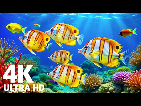 Видео: Подводные чудеса 4K — расслабляющее видео об океаническом аквариуме с красочными коралловыми рифами