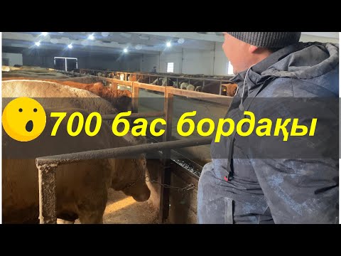 Видео: 😱 700 бұқа бордақылауға арналған дробилка