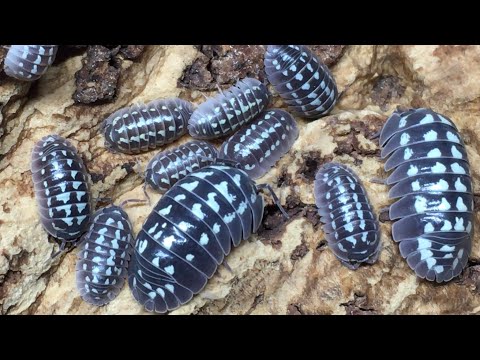 Видео: Субстрат изопод в 2023 году