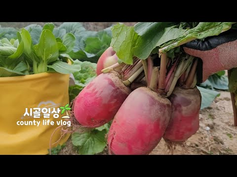 Видео: АНГЛ | 🥬 Если осенняя рассада и капуста каждый день замораживаются ❄️ Какой овощ лучше всего сажа...