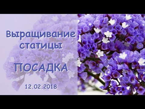 Видео: Выращивание статицы (лимониум, кермек). Часть 1 - Посадка