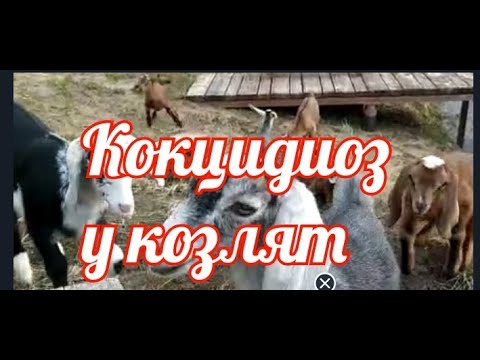 Видео: Кокцидиоз у козлят.