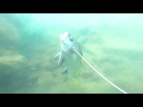 Видео: Подводная охота в Чёрном море. горбыль. Середина июня 2023