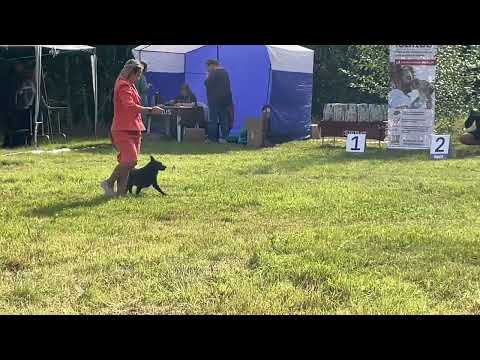 Видео: Первая выставка в 2 года :) #dog #schipperke #собака #шипперке #питомцы