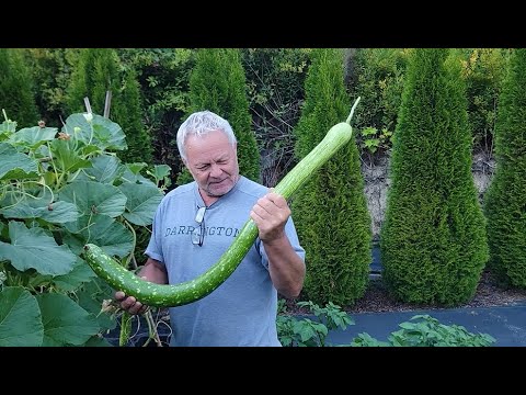 Видео: Муж собирает урожай длиннолистных помидоров, капусты кейл, виноградных помидоров и шоколадных гру...