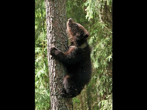 Видео: Міхась Лынькоў "Пра смелага ваяку Мішку і яго слаўных таварышаў" :  Мішка - герой (6)